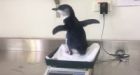 Baby penguin found wandering in Sydney suburb